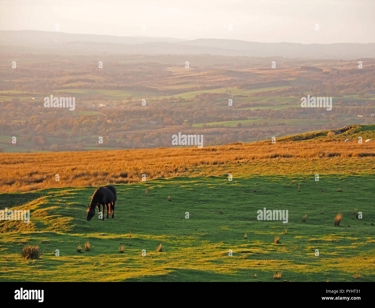 Cavallo singolo pascolare sui prati di montagna bagnata in golden luce della sera nel North Pennines Cumbria, England, Regno Unito Foto Stock