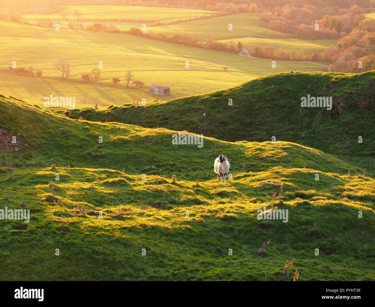 Unica pecora retroilluminato in golden luce della sera con campi di rotolamento al di là nel North Pennines Cumbria, England, Regno Unito Foto Stock