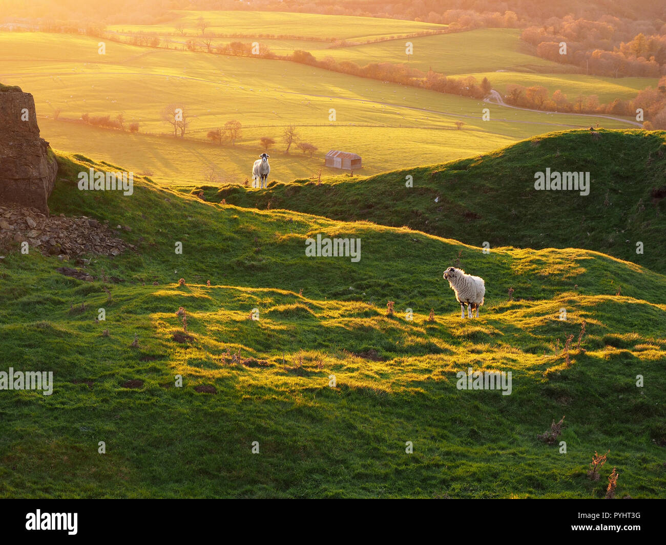 Due giustapposte pecore retroilluminato in golden luce della sera con campi di rotolamento al di là nel North Pennines Cumbria, England, Regno Unito Foto Stock