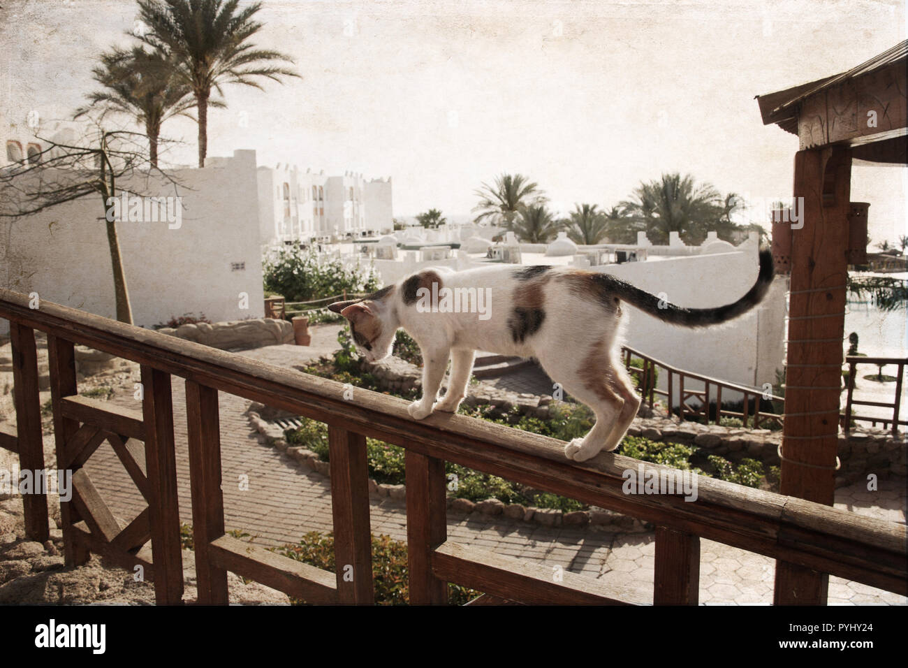 Le opere in stile vintage, gatto, località turistica di Sharm el Sheikh, Egitto Foto Stock