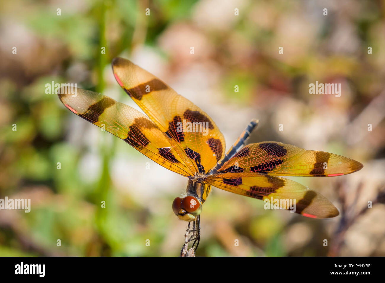 Close up di Halloween Pennant (Celithemis eponina) dragonfly Foto Stock
