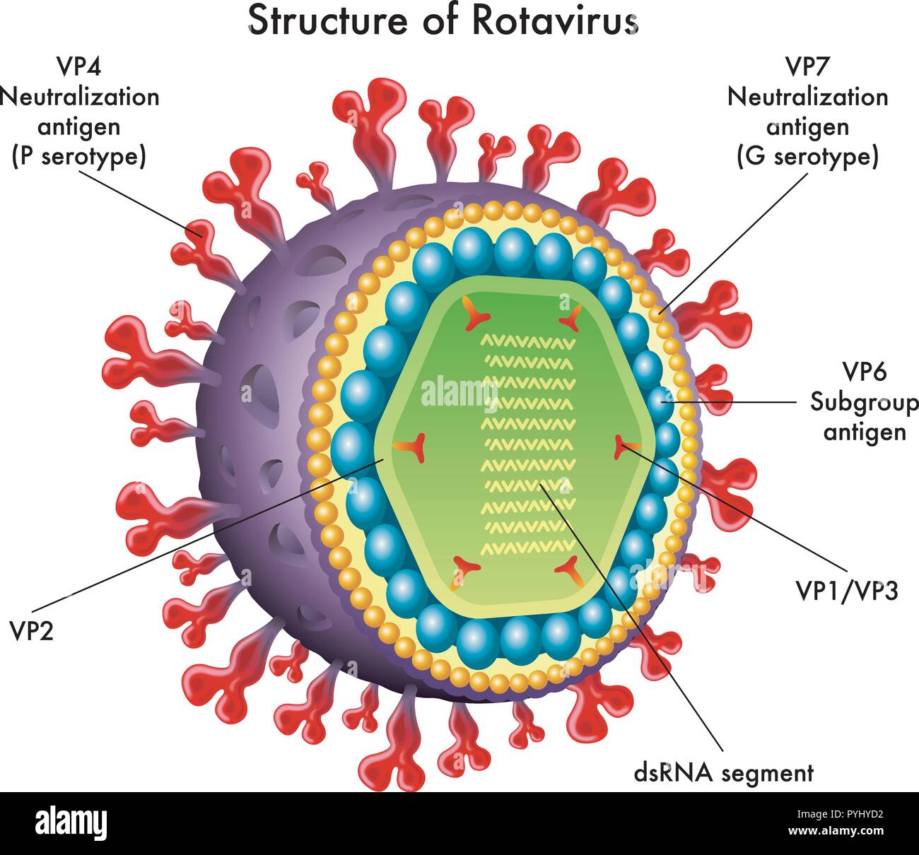 Illustrazione medica della struttura di rotavirus Illustrazione Vettoriale