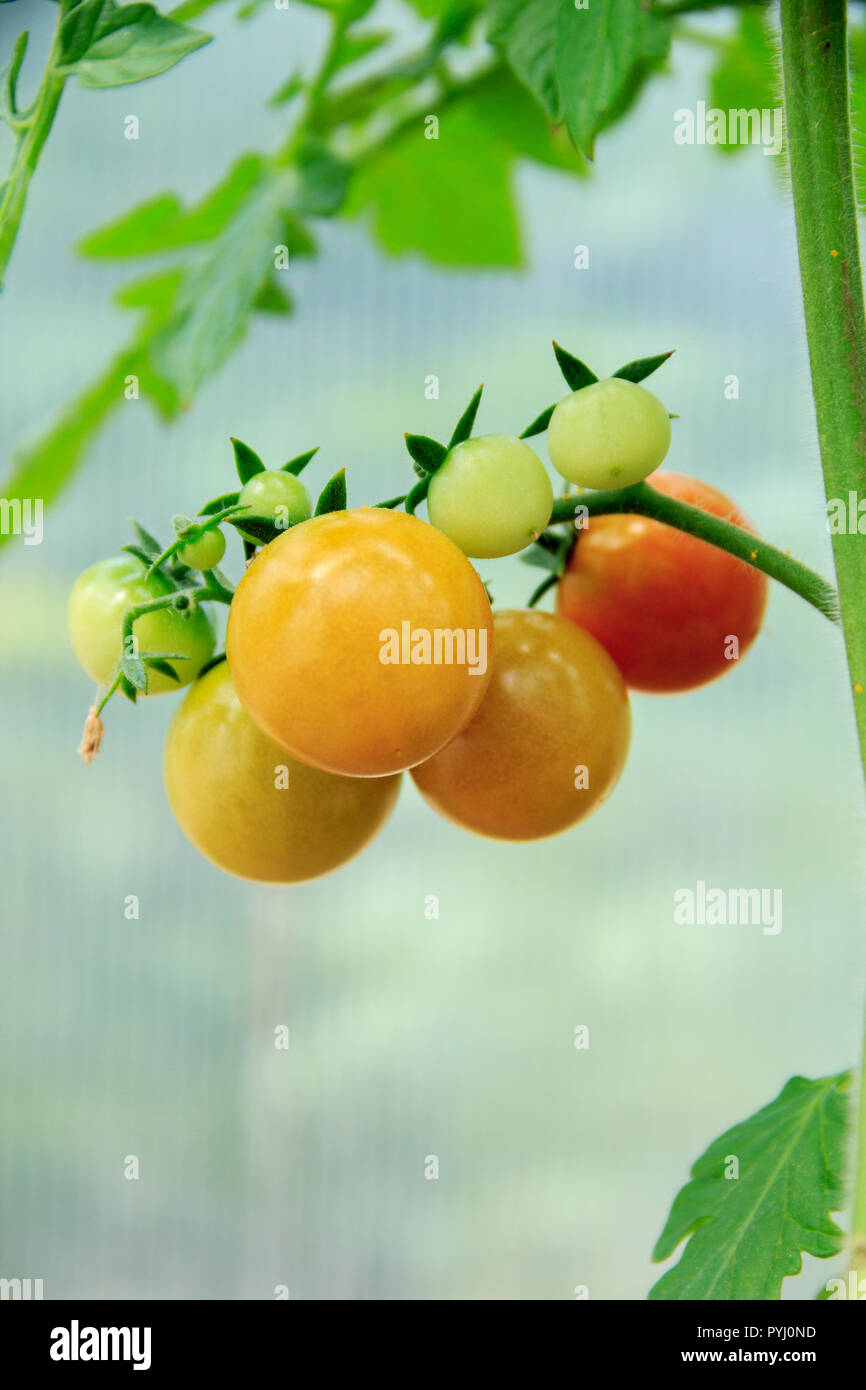 Mazzetto di giallo-verde di pomodori Foto Stock