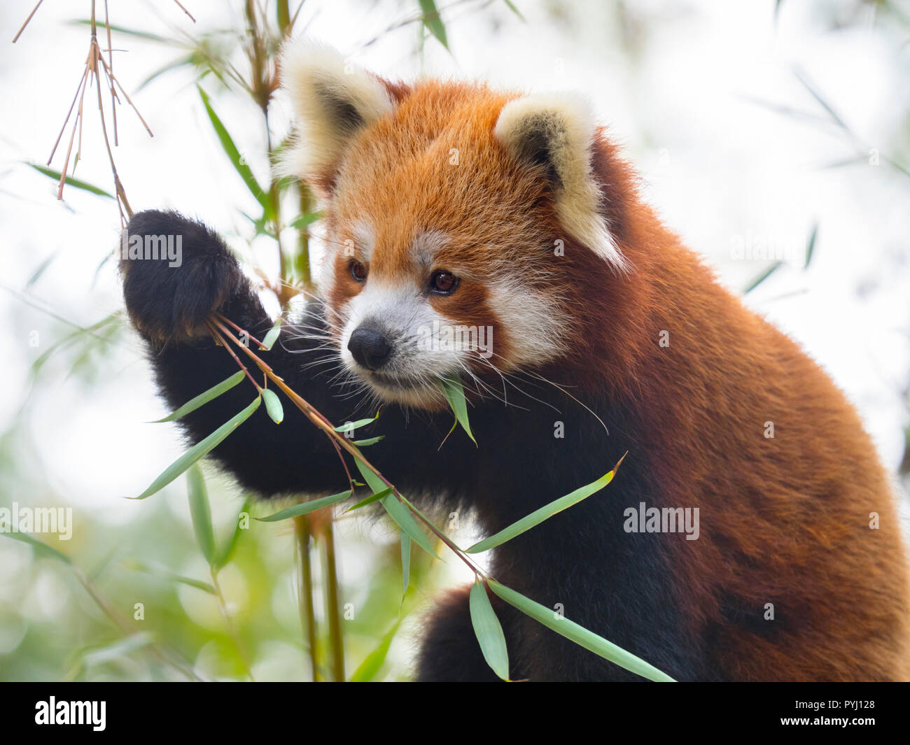 Panda rosso Ailurus fulgens a mangiare le foglie di bambù Foto Stock