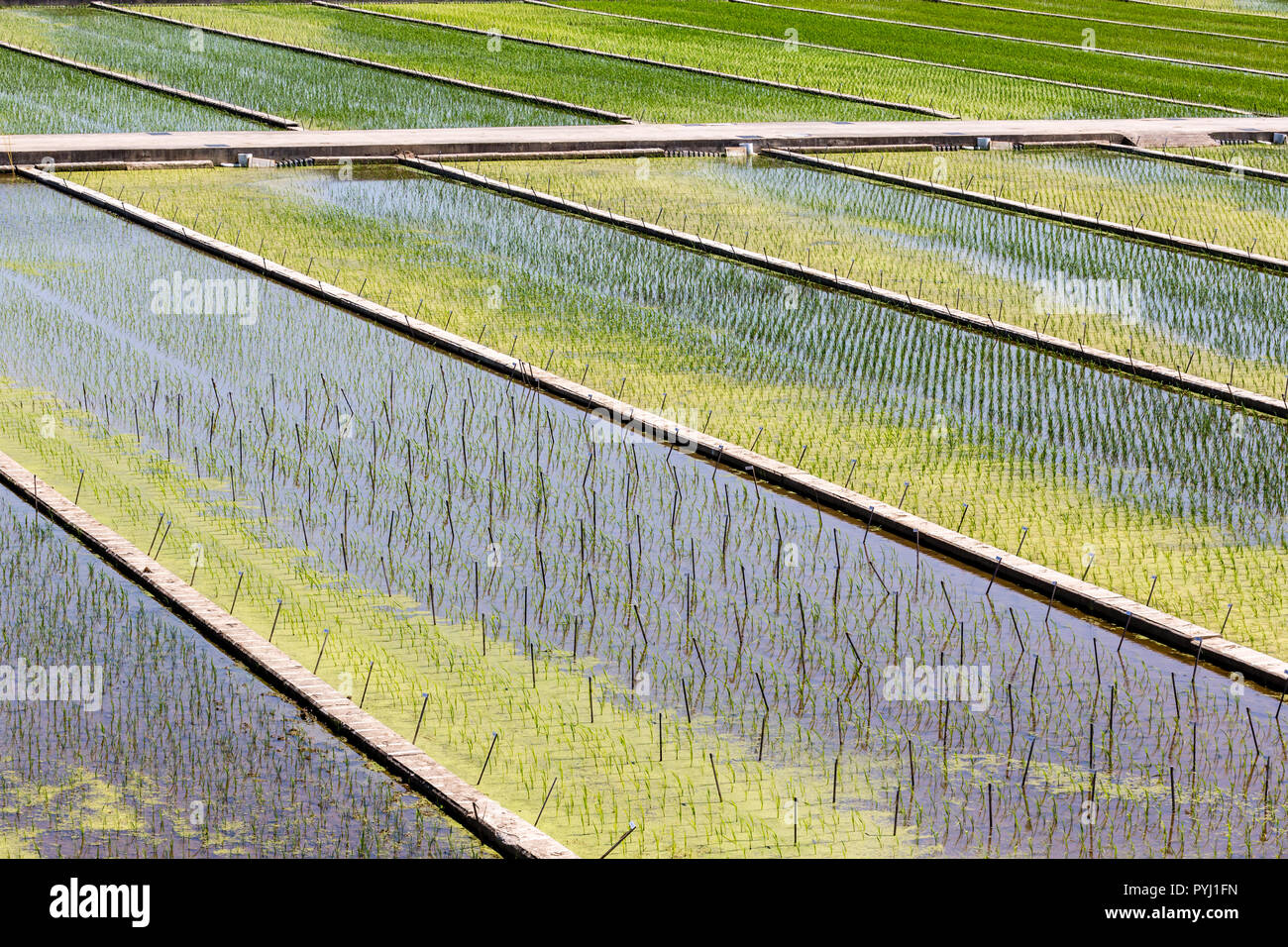 Verde organico asiatici campi di riso. Chiudi immagine in alto Foto Stock