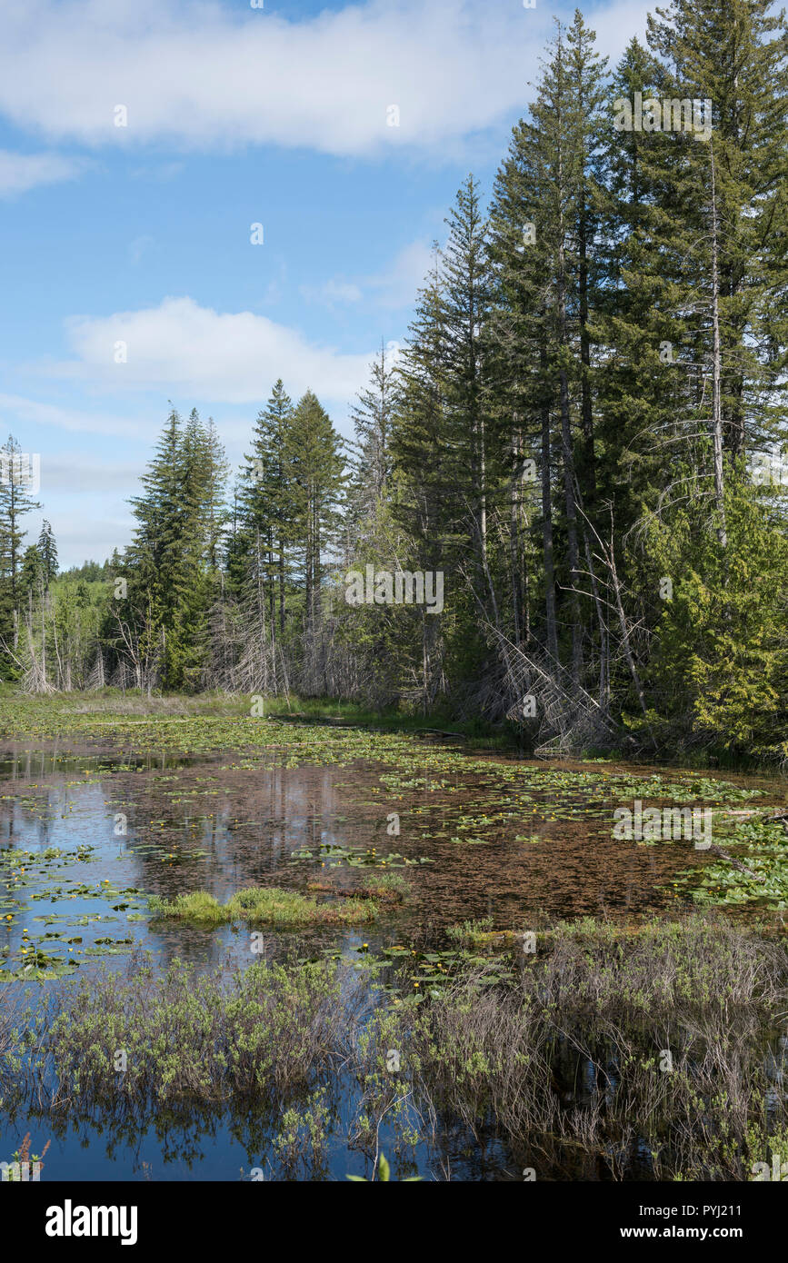 Un telecomando stagno in Elk Falls Parco provinciale sull'Isola di Vancouver, British Columbia, Canada. Foto Stock