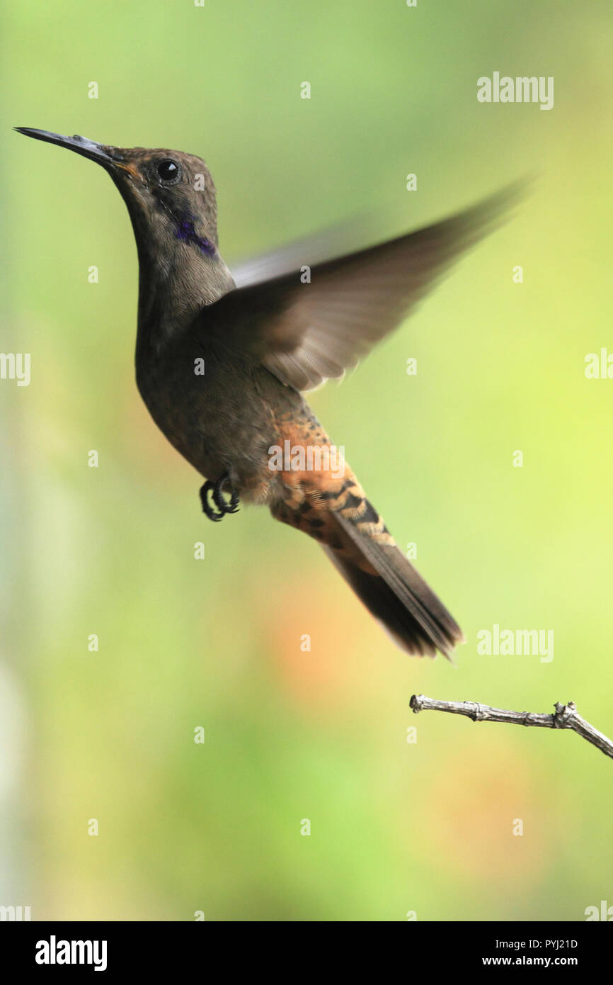 Brown violetear hummingbird decollare un ramo Foto Stock