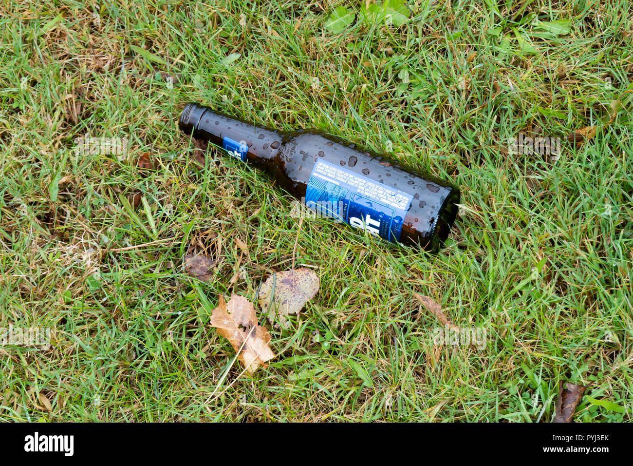 Un vuoto umido Bud Light bottiglia di birra lasciato cadere su un prato umido, imbrattando concetto. Foto Stock
