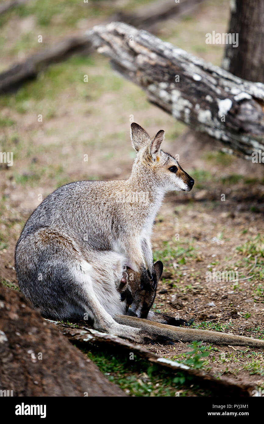 Kangaroo II, Australia Foto Stock