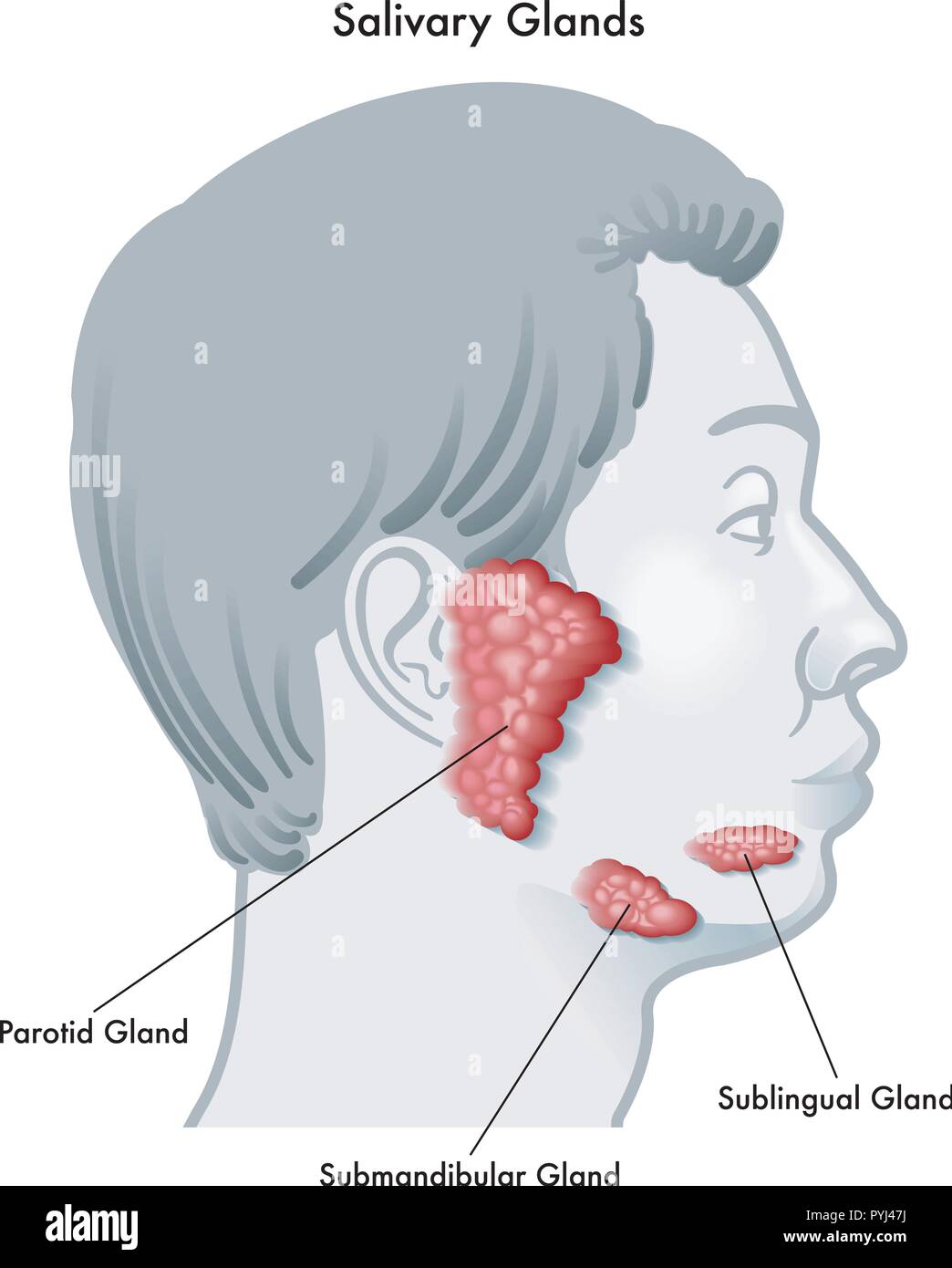 Illustrazione Vettoriale schema di una faccia di profilo rilevando le ghiandole salivari e le loro posizioni, isolata su uno sfondo bianco. Illustrazione Vettoriale