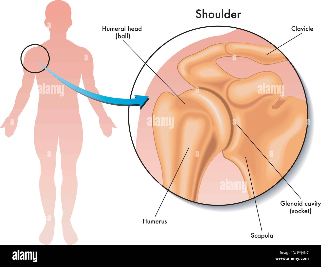 Semplice Illustrazione medica dell'articolazione della spalla Illustrazione Vettoriale