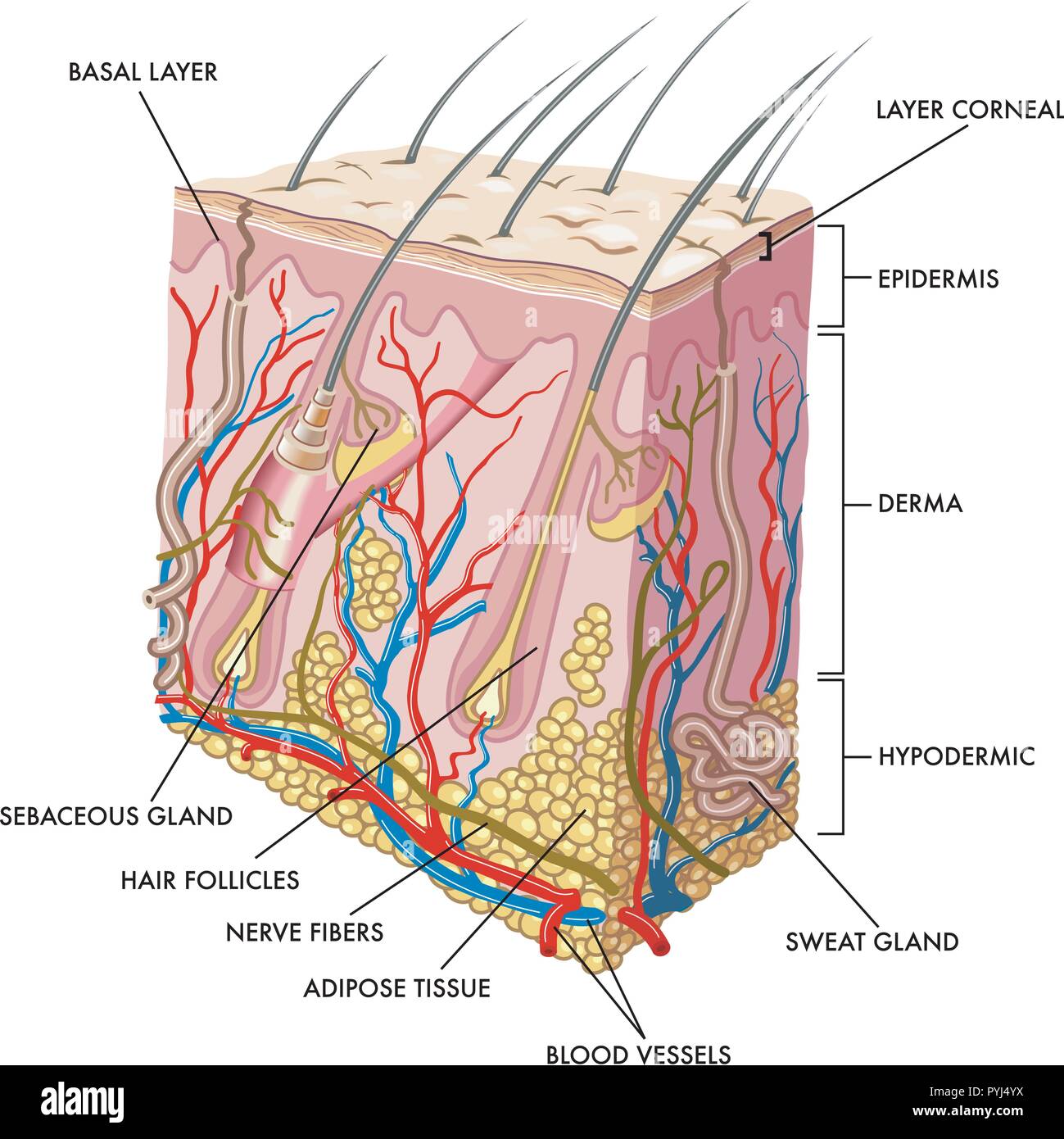 Illustrazione medica della sezione di pelle Illustrazione Vettoriale