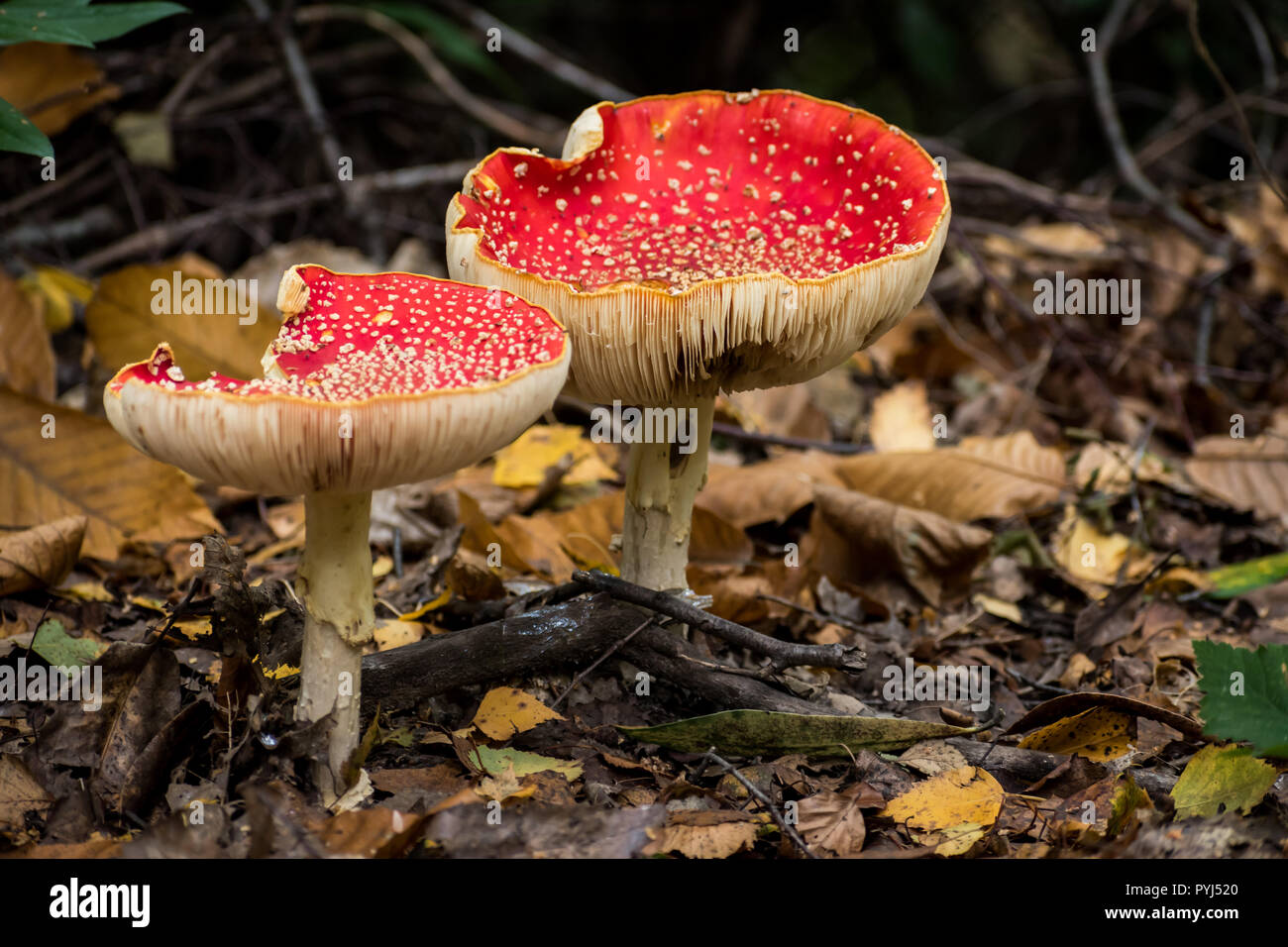 Due amanita muscaria (fly agaric) funghi che crescono su un pavimento di bosco in West Sussex, Regno Unito, circondato da foglie di autunno e rametti. Copia spazio compreso Foto Stock