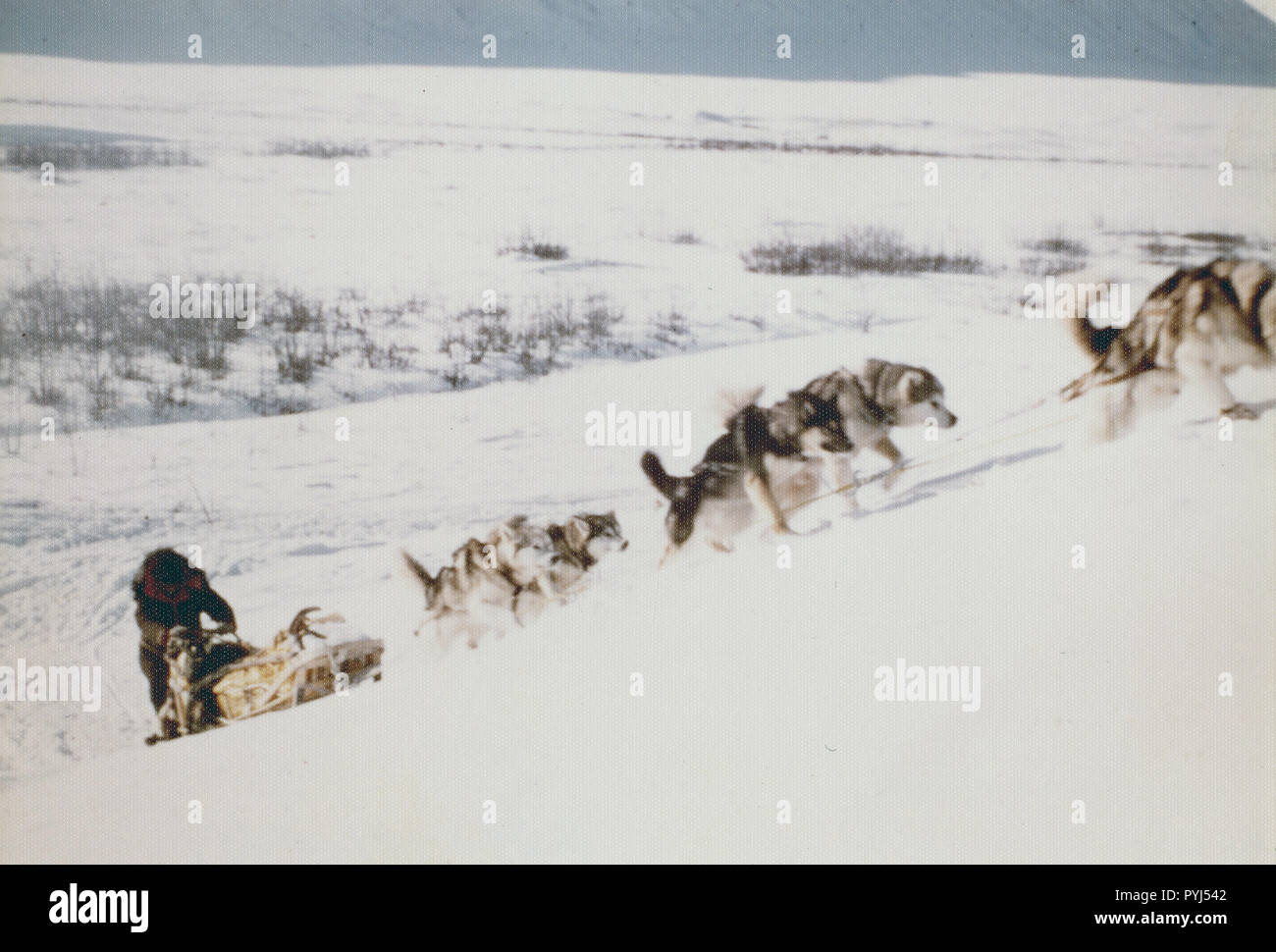 Slitta trainata da cani viaggio da Bettles a Anaktuvuk - cancelli dell'Artico Foto Stock