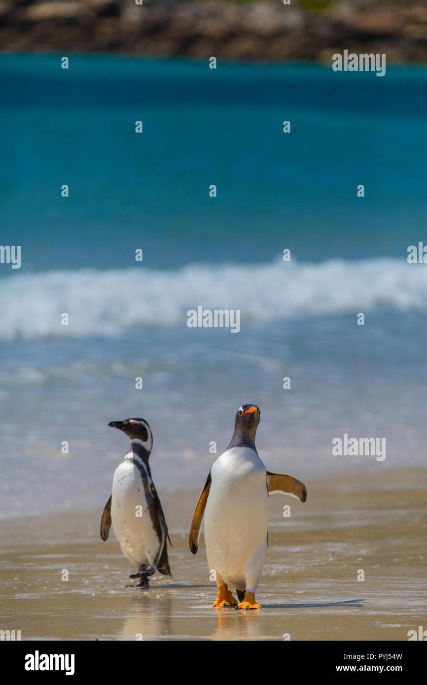 Gentoo e i pinguini di Magellano, nuova isola, Isole Falkland. Foto Stock