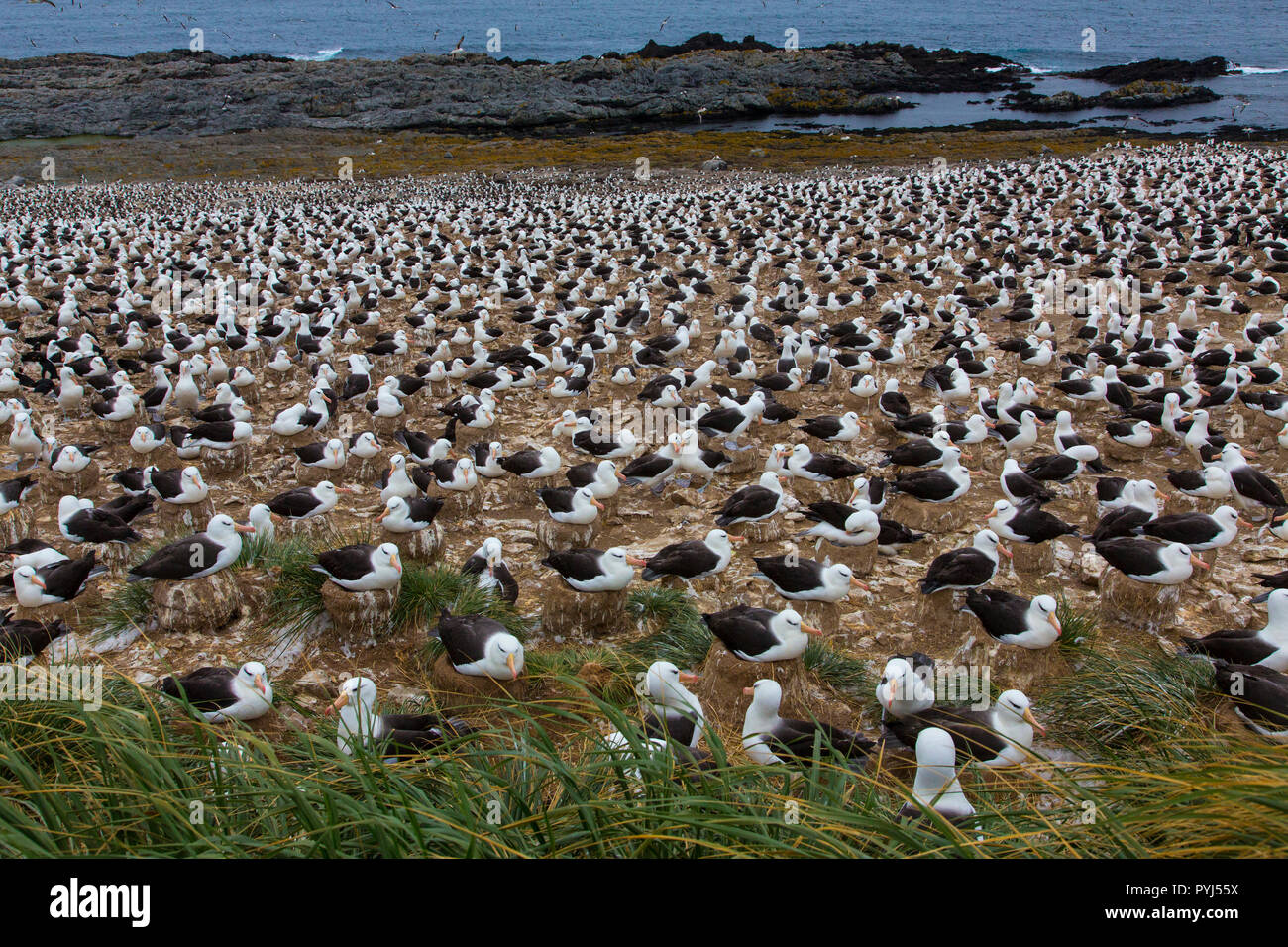 Nero-browed colonia Albatross, Steeple Jason Isola, Falklands. Foto Stock