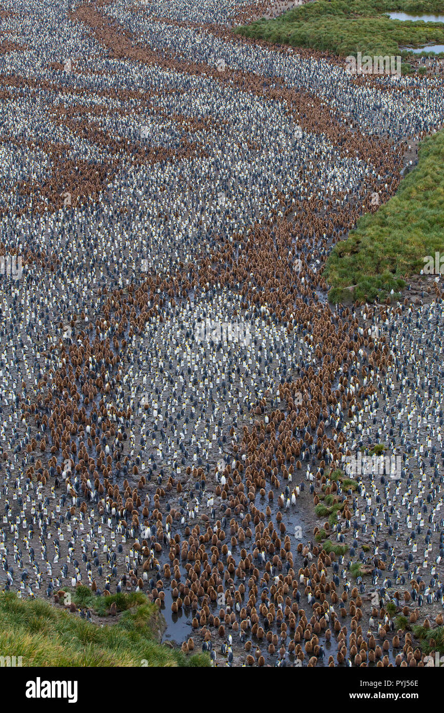 Re pinguino, Salisbury Plain, Georgia del Sud, l'Antartide. Foto Stock