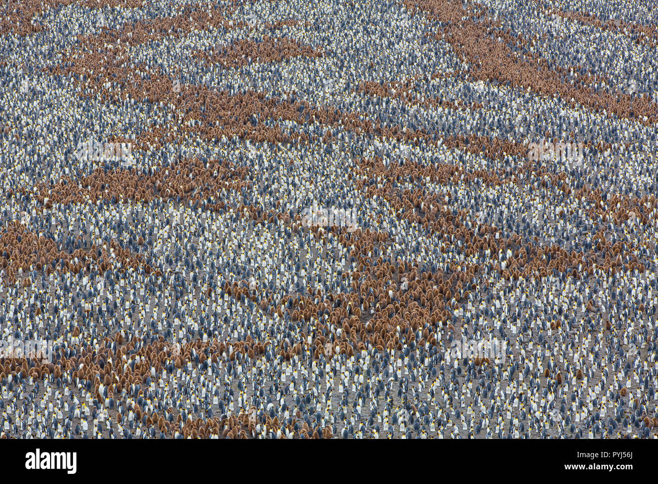 Re pinguino, Salisbury Plain, Georgia del Sud, l'Antartide. Foto Stock