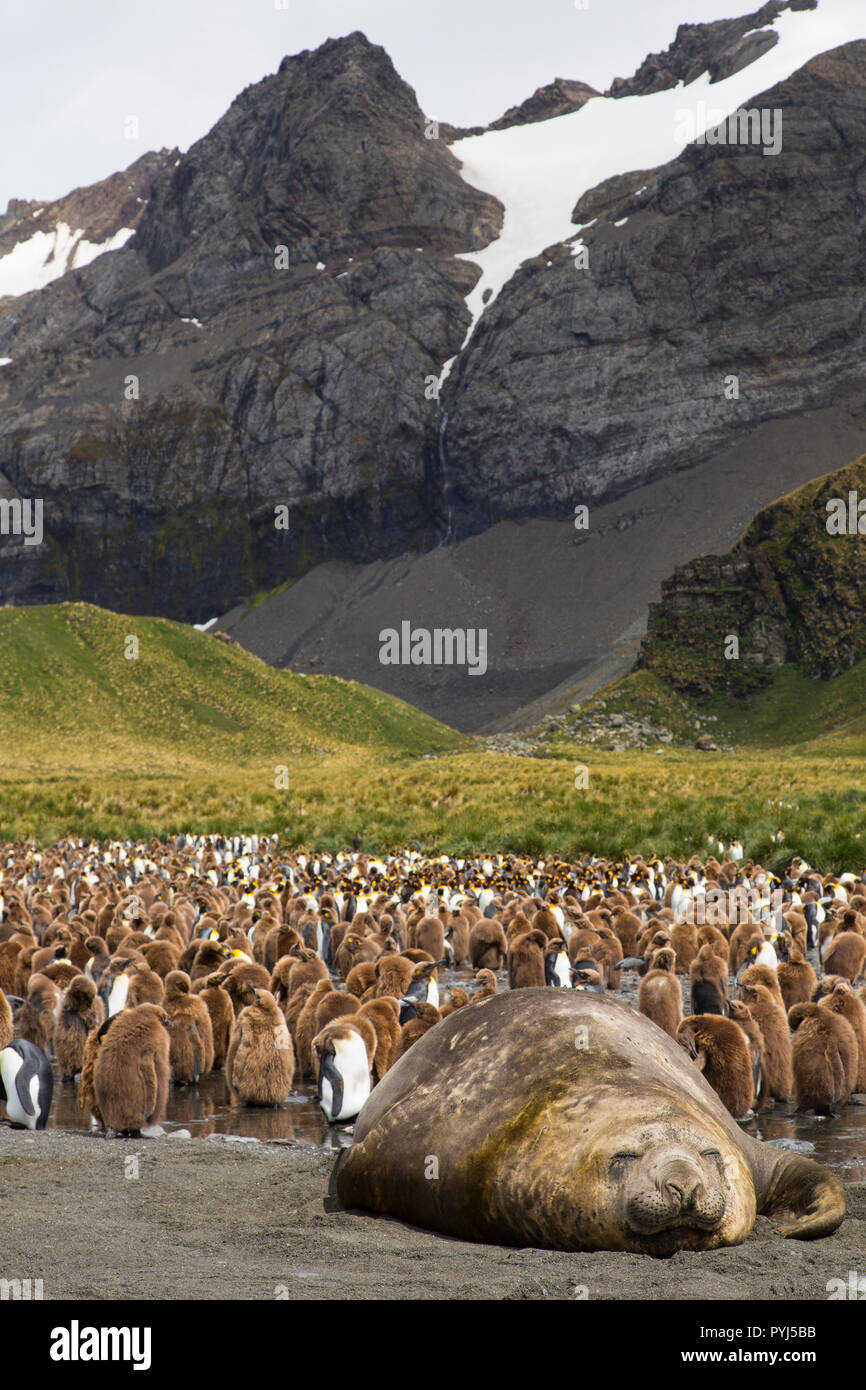 Il re dei pinguini, Porto Oro, Georgia del Sud, l'Antartide. Foto Stock