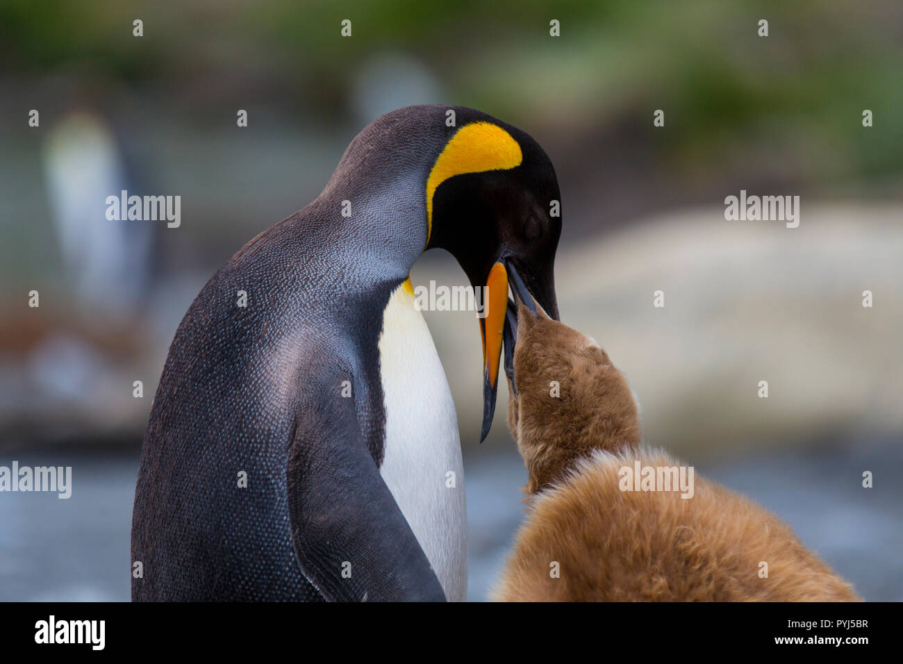 Il re dei pinguini, Porto Oro, Georgia del Sud, l'Antartide. Foto Stock