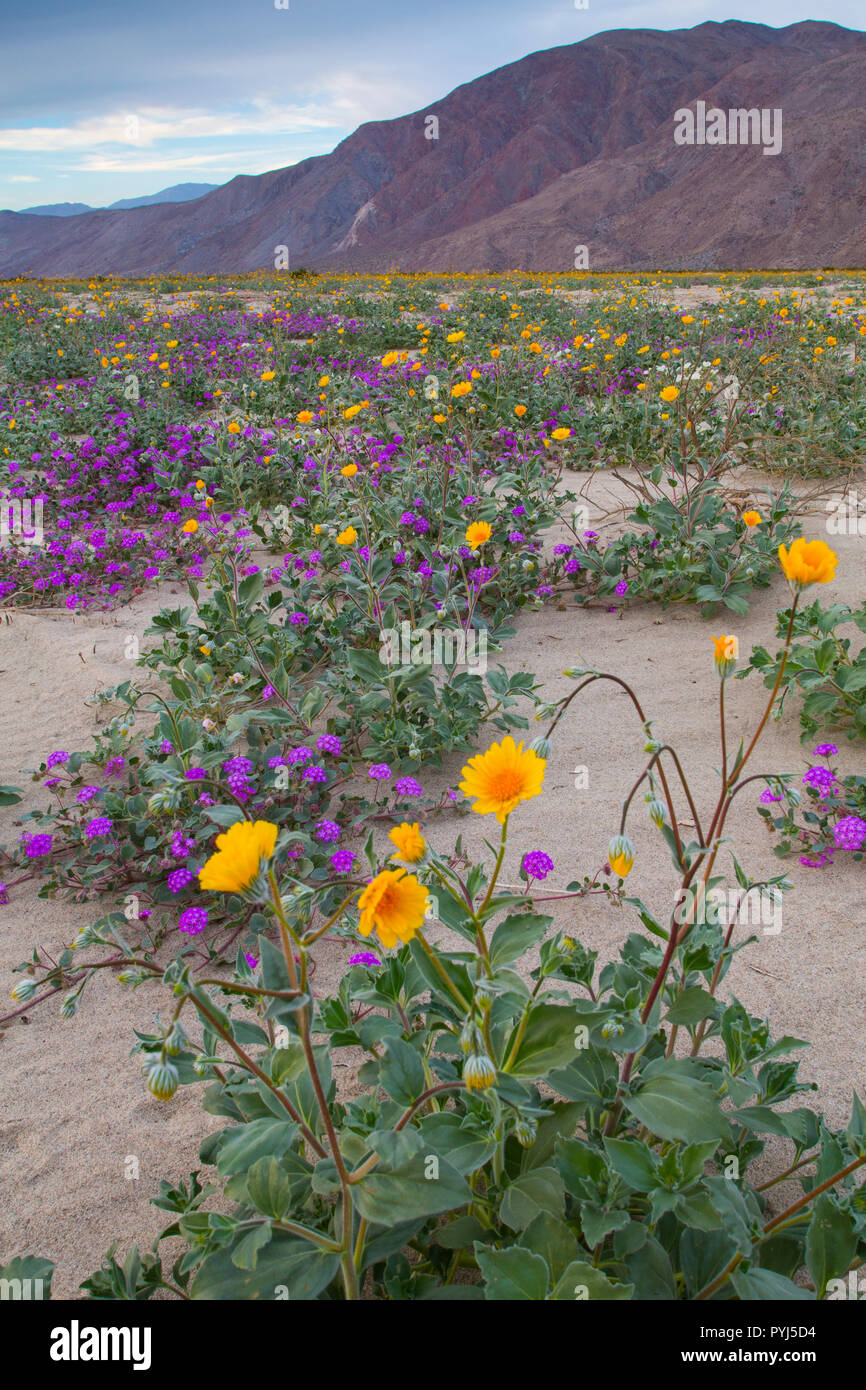 I campi di fiori selvatici del blumo in Anza-Borrego Desert State Park, California. Foto Stock