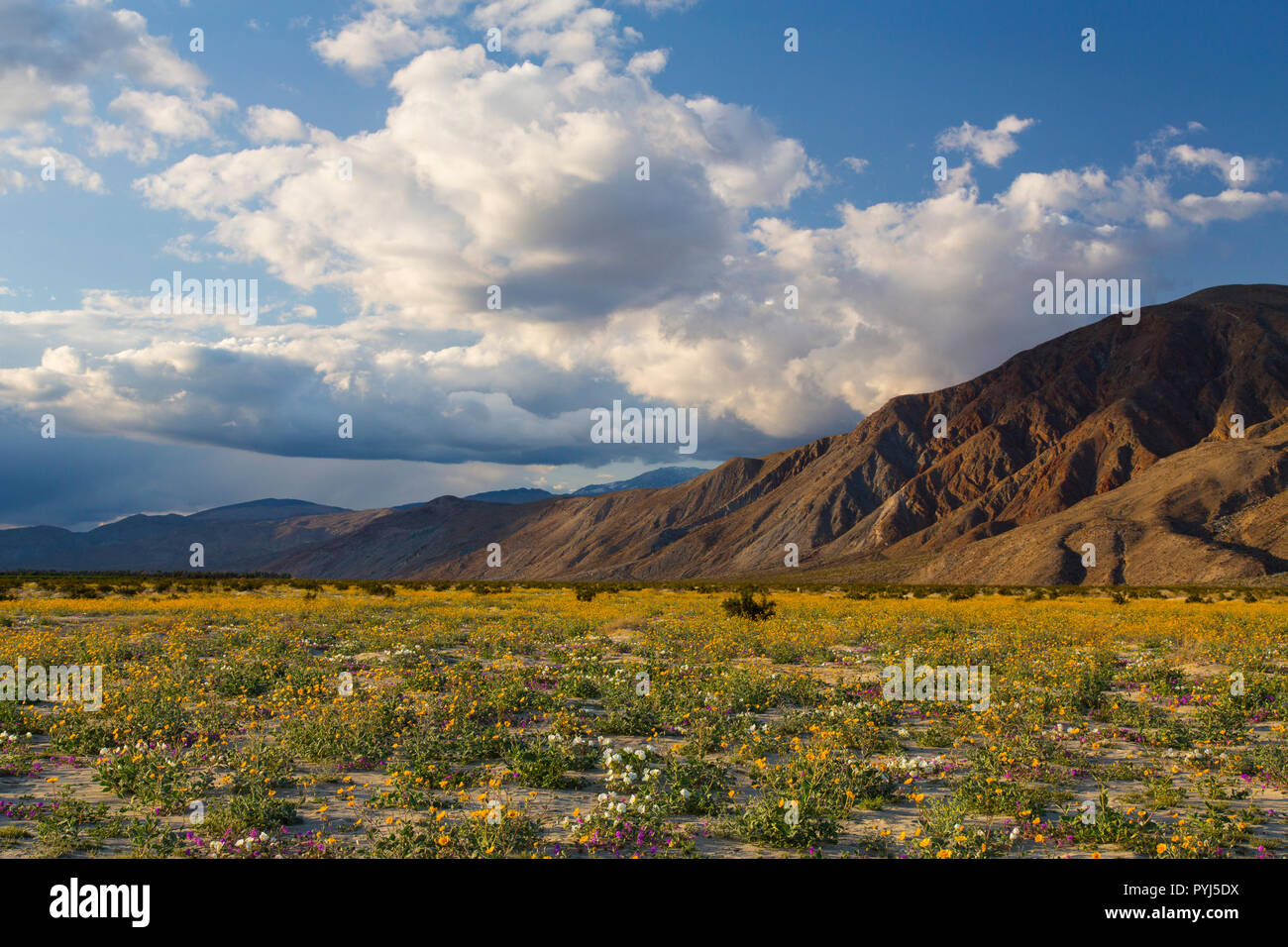 Anza-Borrego Desert State Park, California. Foto Stock