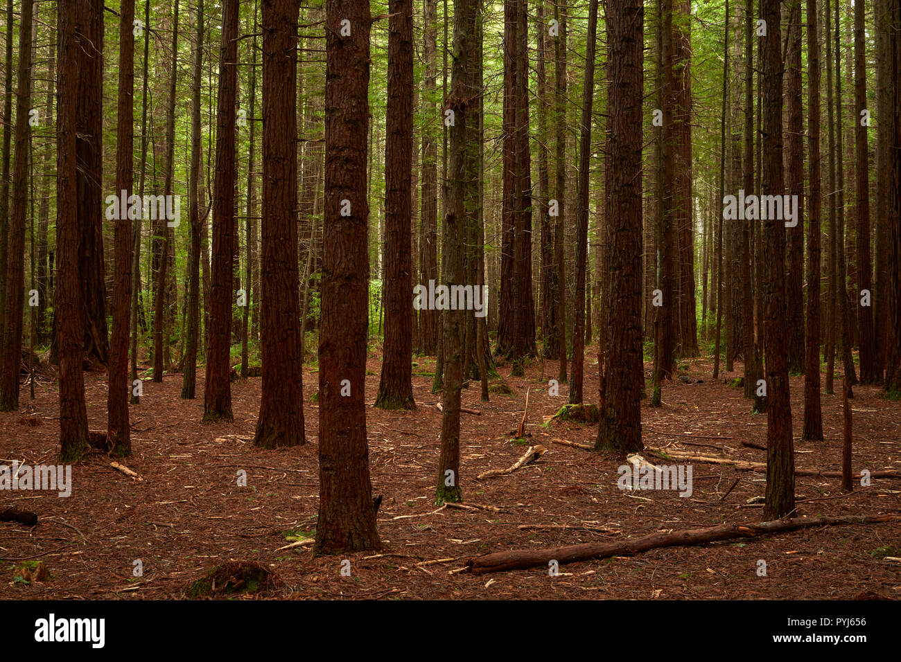 Redwood tronchi di albero di Redwoods (Whakarewarewa foresta), Rotorua, Isola del nord, Nuova Zelanda Foto Stock