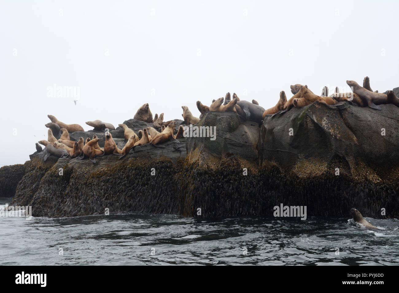 Una colonia di Steller leoni di mare, compresi due grande maschio (tori), su un rookery durante la stagione riproduttiva, in isole Aleutian, mare di Bering, Alaska. Foto Stock