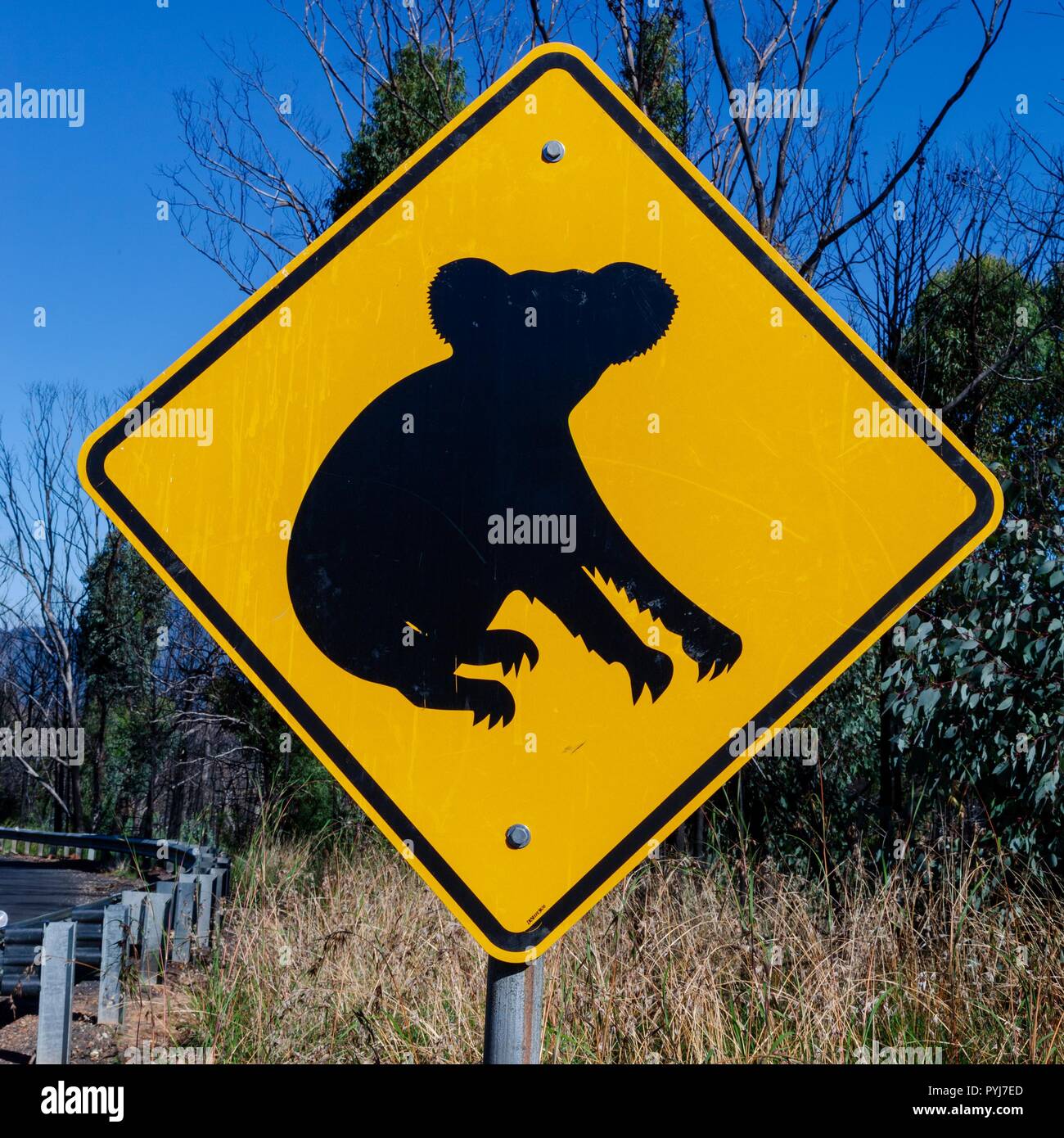 Nero segno Koala si trova lungo la strada in Australia Foto Stock