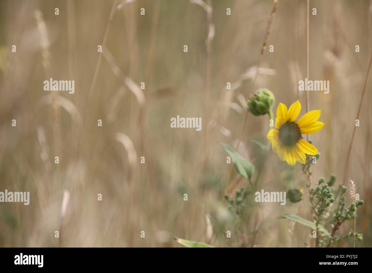 Badlands Girasole Foto Stock