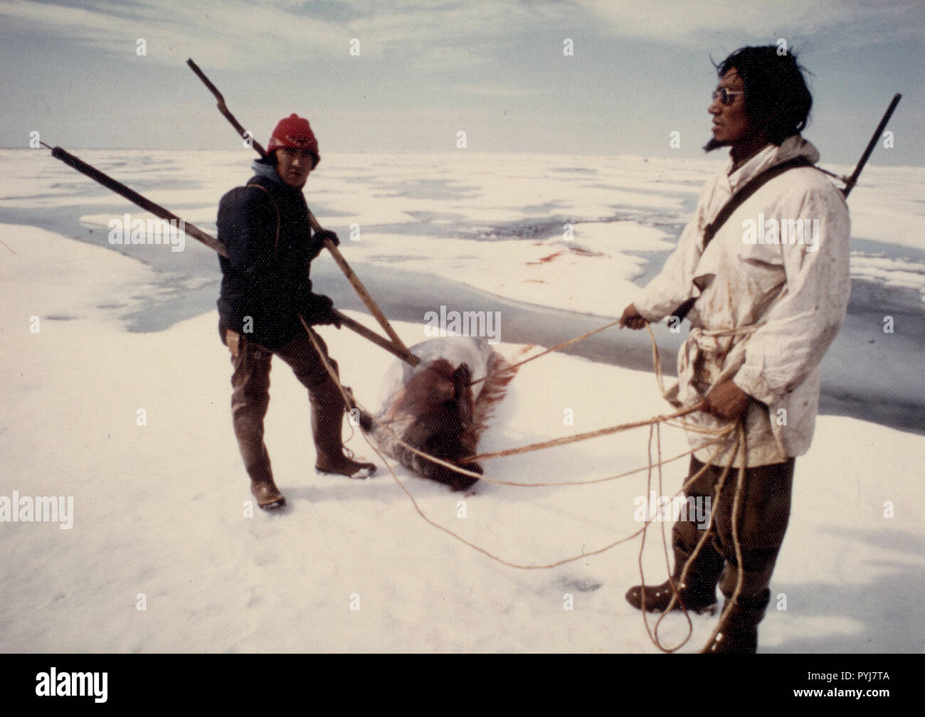 Eschimese cacciatori di tenuta con un 'oogruk' o barbuto, tenuta su ghiaccio floes di Kotzebue Sound nei primi anni settanta Foto Stock