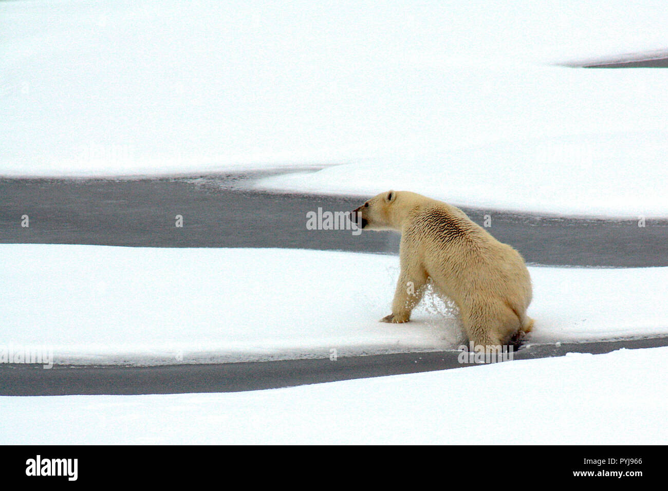 Un orso polare si rompe attraverso sottili Actic Ocean ice il Agosto 23, 2009. Foto Stock
