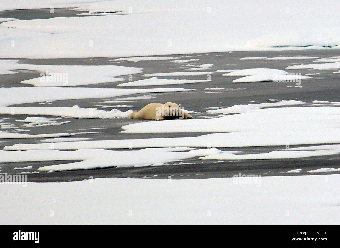 Un orso polare scorre attraverso sottili Oceano Actic ice il Agosto 21, 2009. Foto Stock