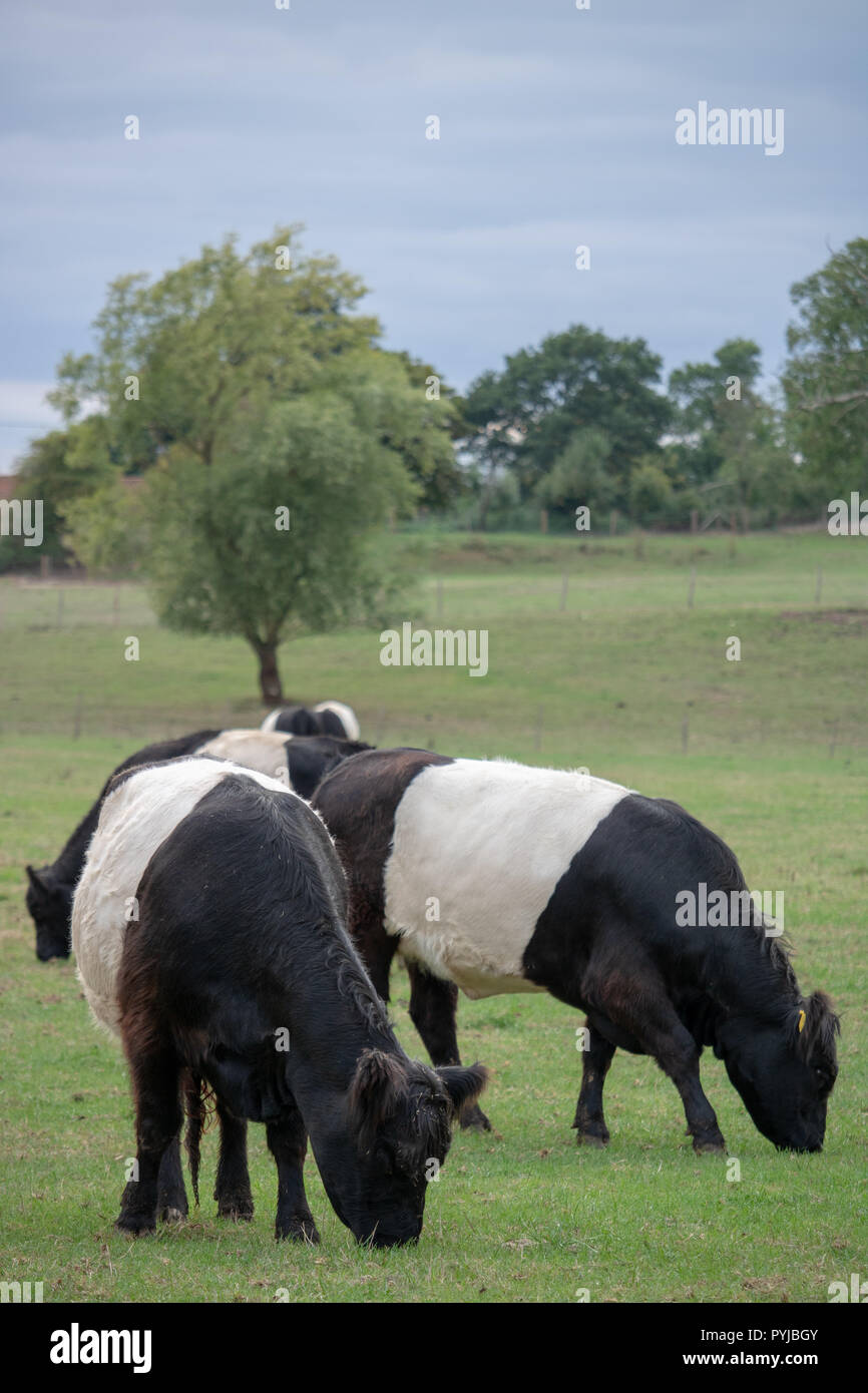 Le mucche al pascolo su un campo nel Suffolk, Regno Unito Foto Stock