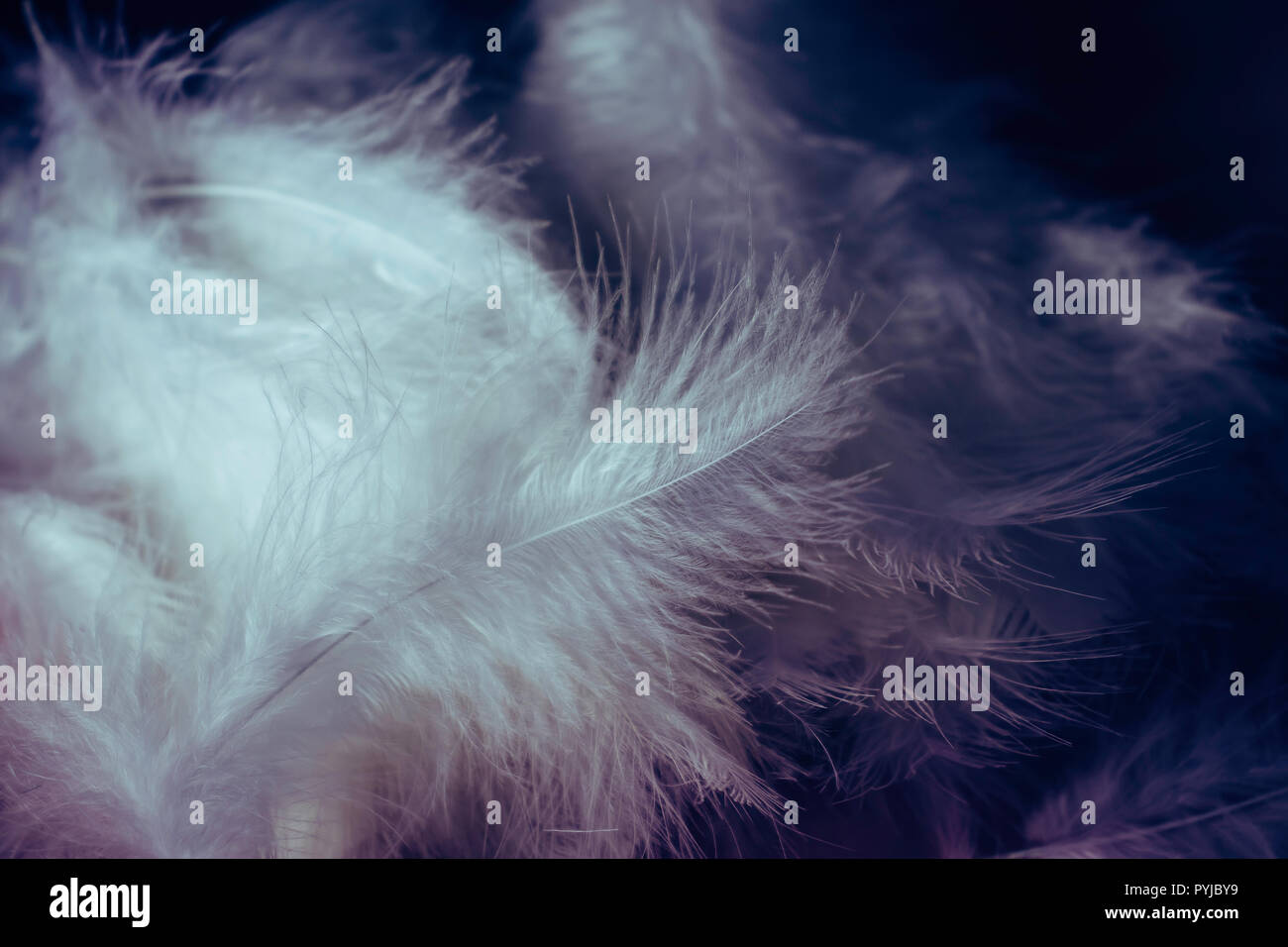 Pila di piume bianche contro un drammatico sfondo scuro Foto Stock