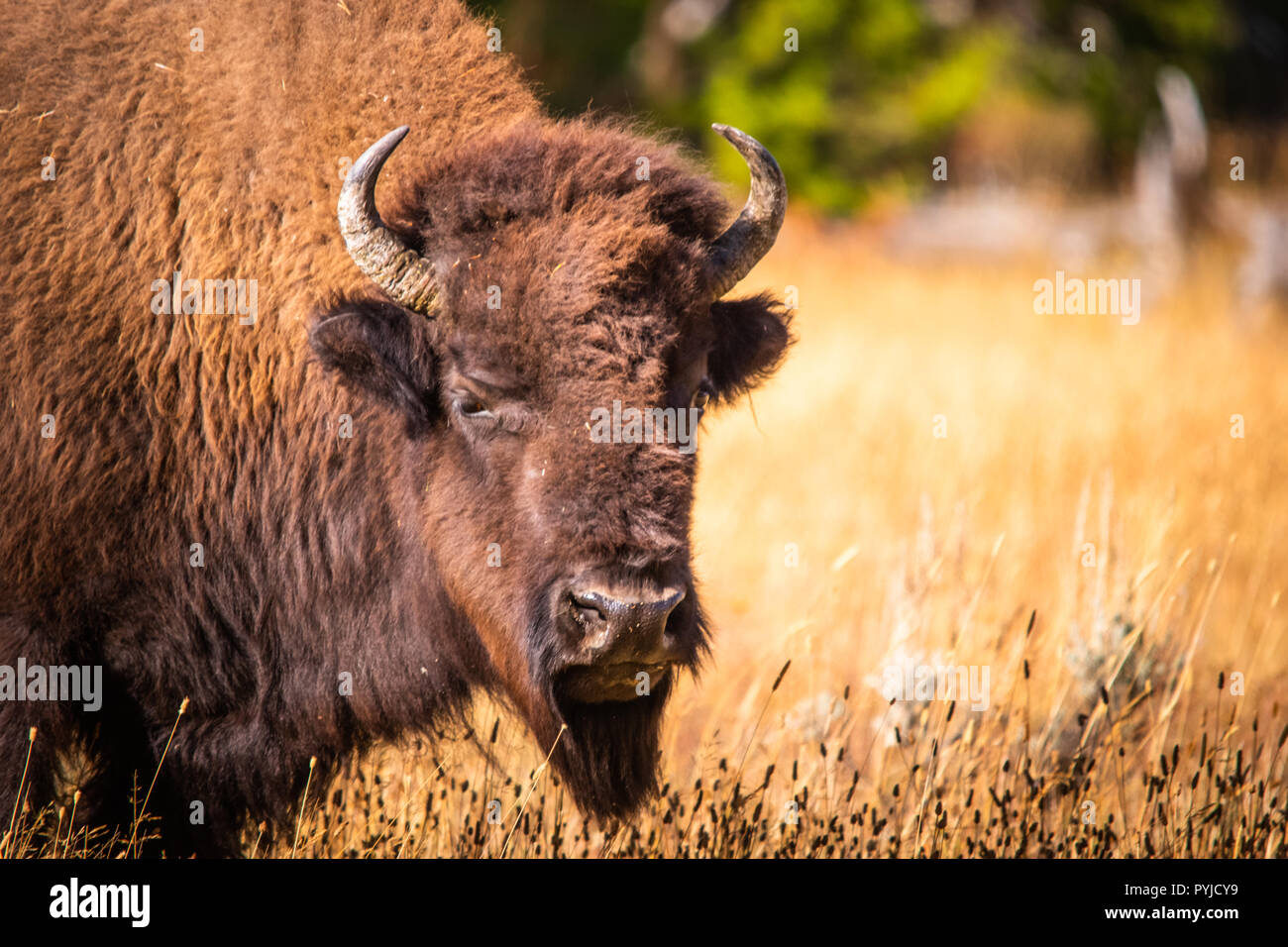 Colpo di Testa dal lato di un pascolo di bisonte in una insenatura accesa campo giallo di erba Foto Stock Colpo di Testa dal lato di un pascolo di bisonte in una insenatura accesa campo giallo di erba Foto Stock