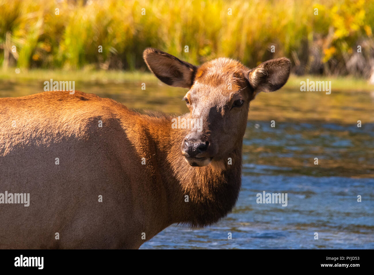 Un adulto di sesso femminile di elk si ferma a guardare indietro mentre attraversano un fiume nel Parco Nazionale di Yellowstone, Wyoming. Foto Stock
