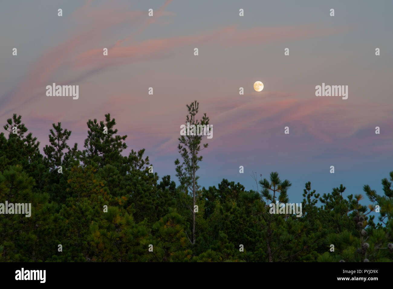 La luna piena è visto innalzarsi al di sopra di un campo di abeti in tarda serata crepuscolo viola del cielo. Foto Stock