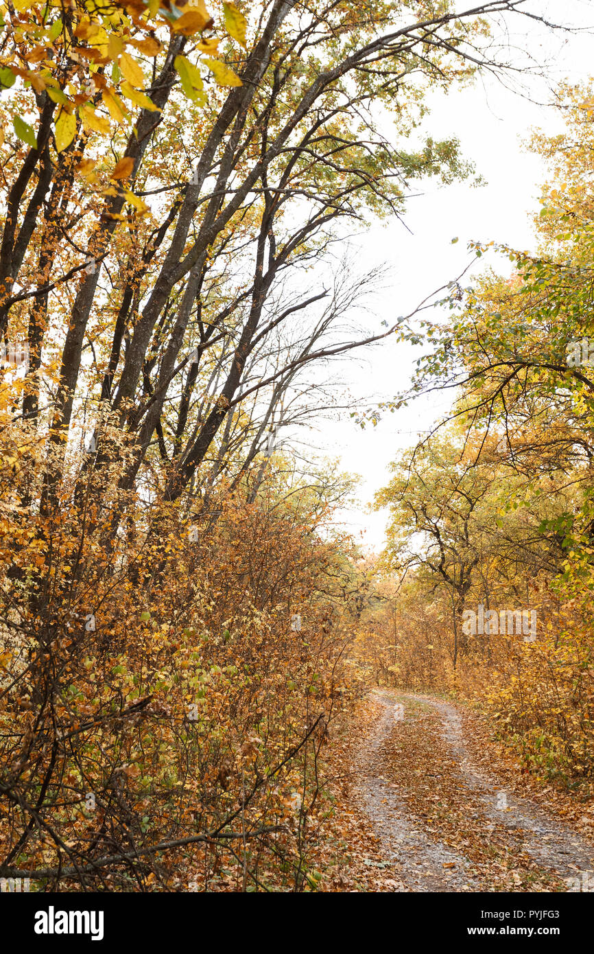 Autunno scenario della foresta con caduta foglie sulla strada Foto Stock