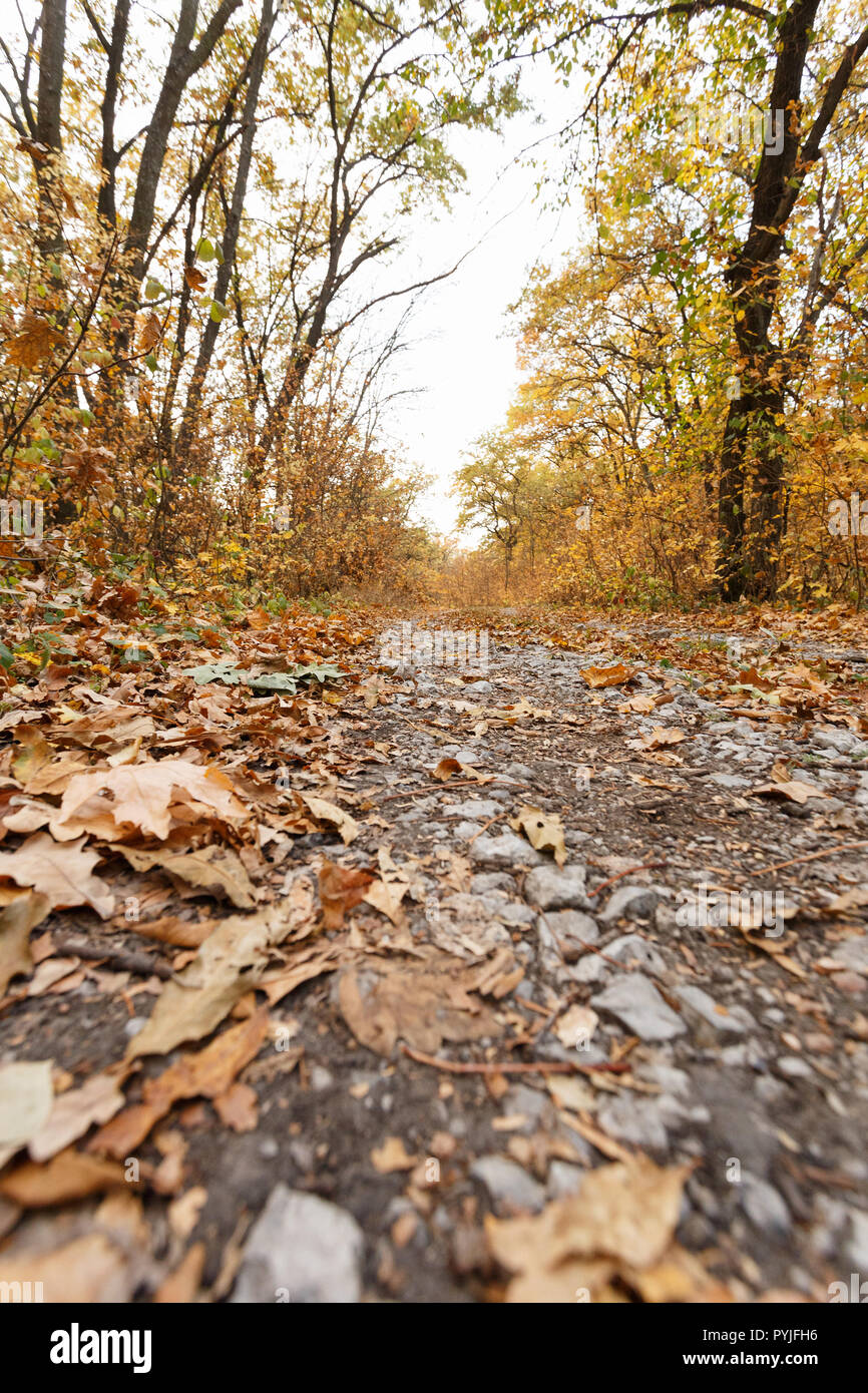 Autunno scenario della foresta con caduta foglie sulla strada Foto Stock