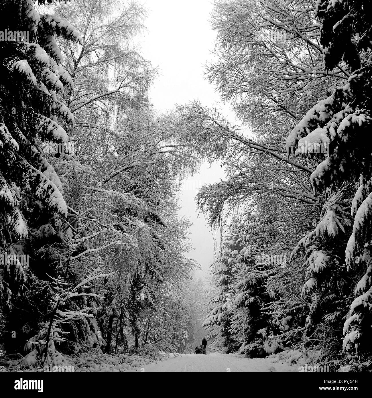 Un paesaggio invernale con enormi alberi e persone che camminano sulla strada Foto Stock