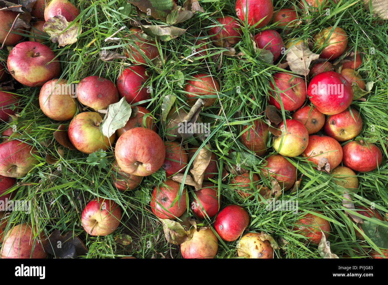 Mele caduto le mele da sidro in un meleto in Herefordshire UK Foto Stock