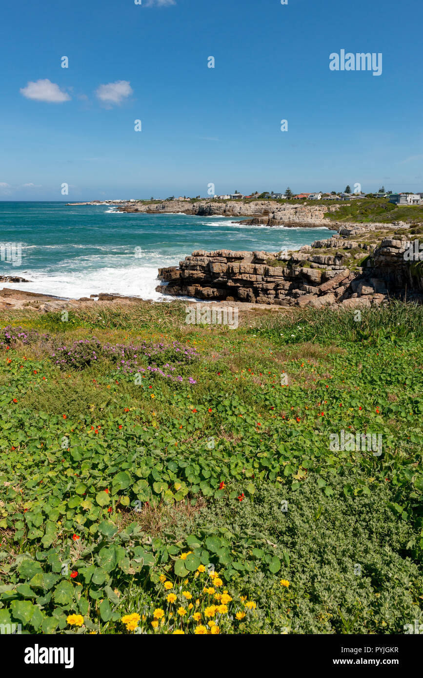 Whale Watching in Hermanus, Sud Africa Foto Stock