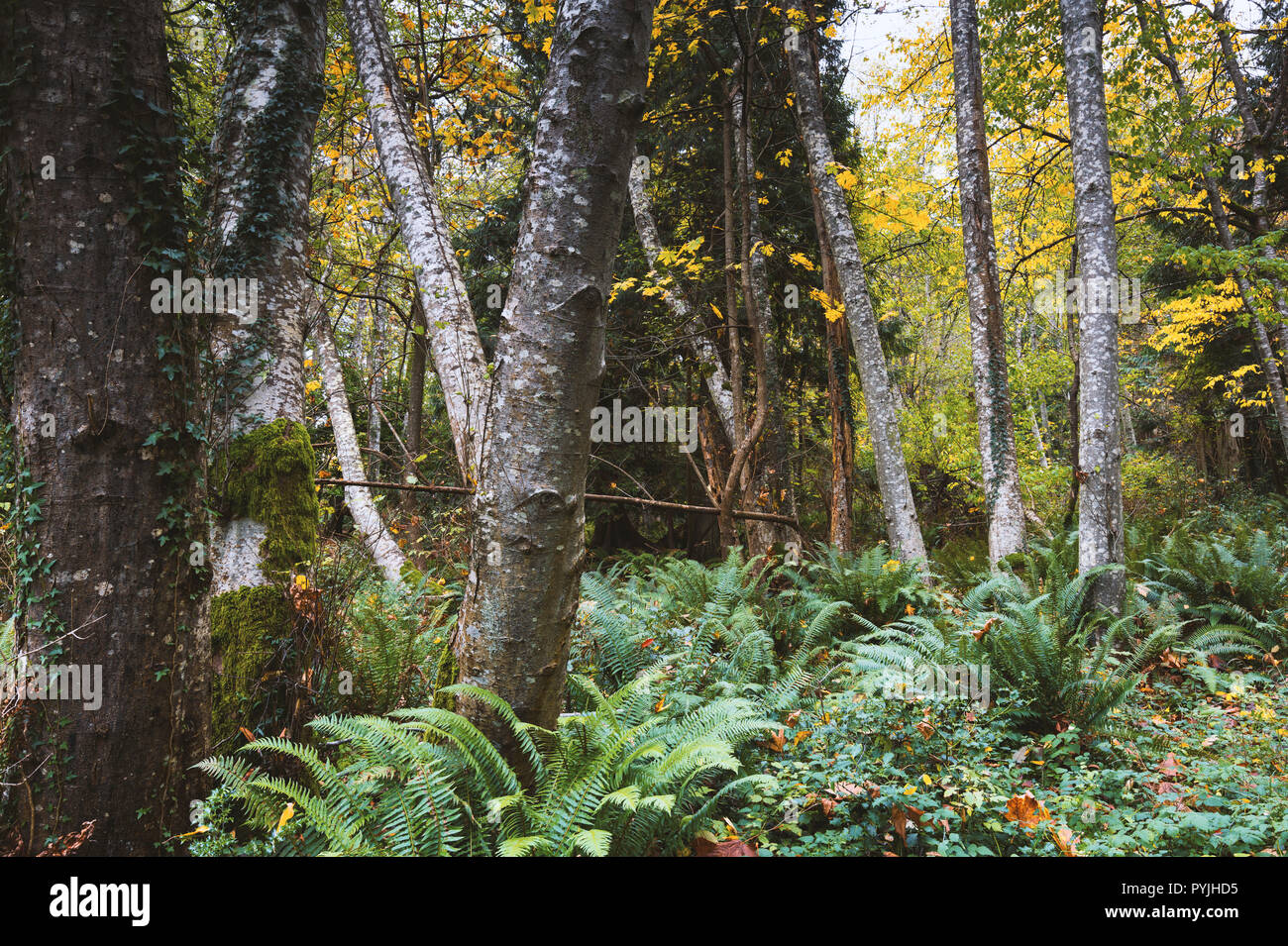 La bellissima isola di Bowen in Salish mare di Howe Sound, della Columbia britannica in Canada e a Vancouver. Arte fotografia per casa e ufficio arredamento. Foto Stock