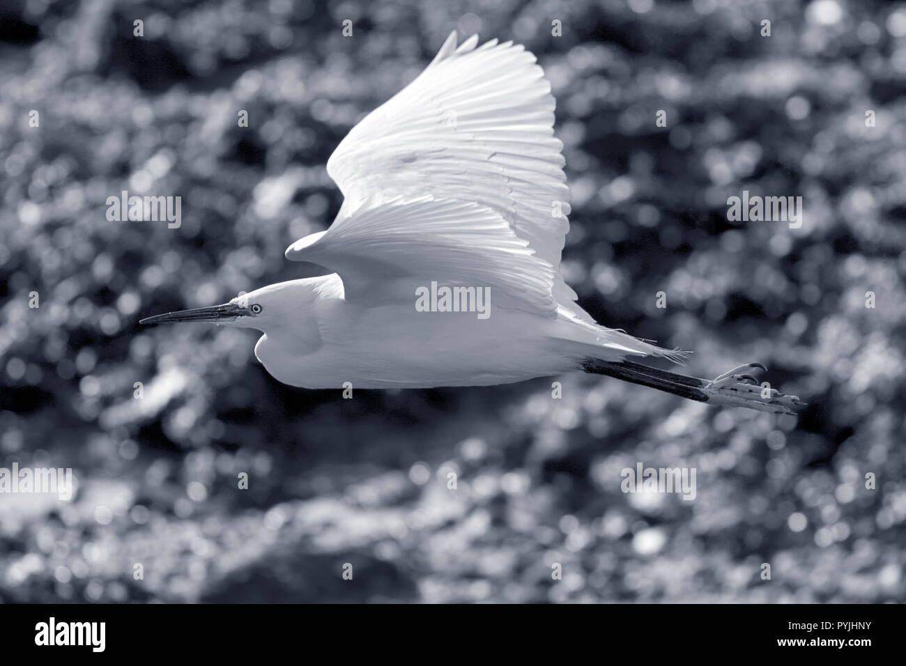 Airone bianco in volo su theborder del fiume Douro, Portogallo. Convertito in bianco e nero. Nei toni del blu. Foto Stock