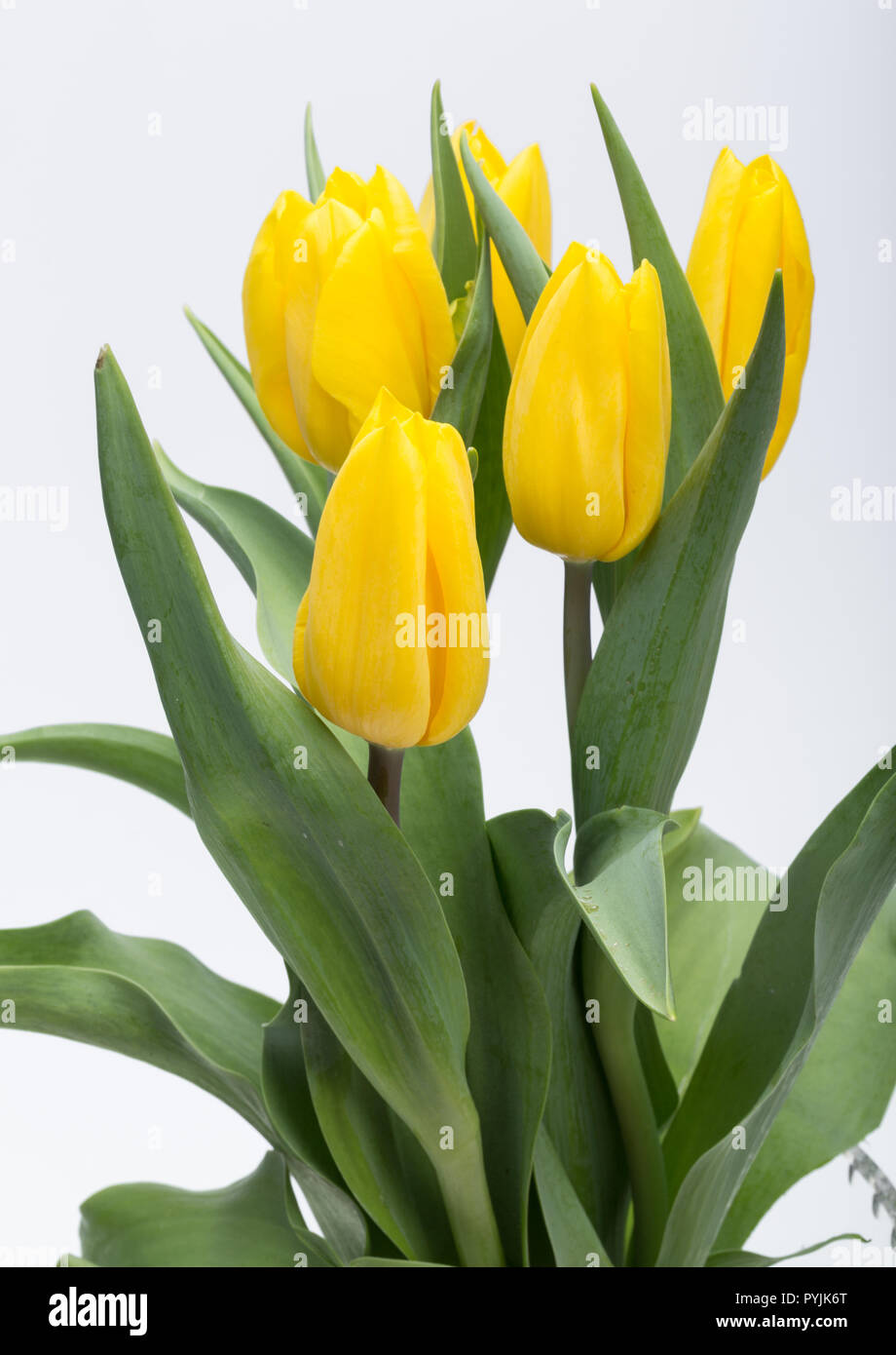 Mazzo di fiori di tulipani gialli Foto stock - Alamy