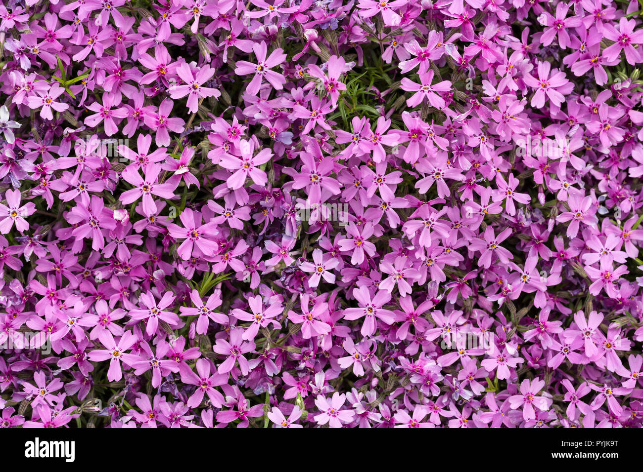 Aubrieta cultorum - rosa o viola piccoli fiori Foto Stock