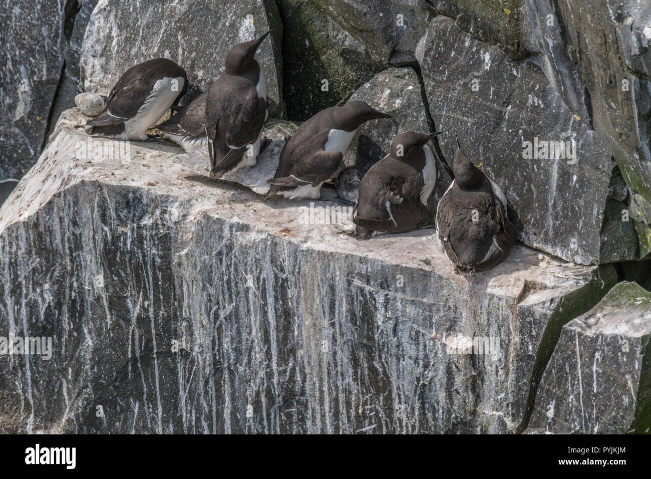 Murre Comune di Cape Santa Maria della riserva ecologica, nesting su rocce sulla faccia della scogliera. Foto Stock