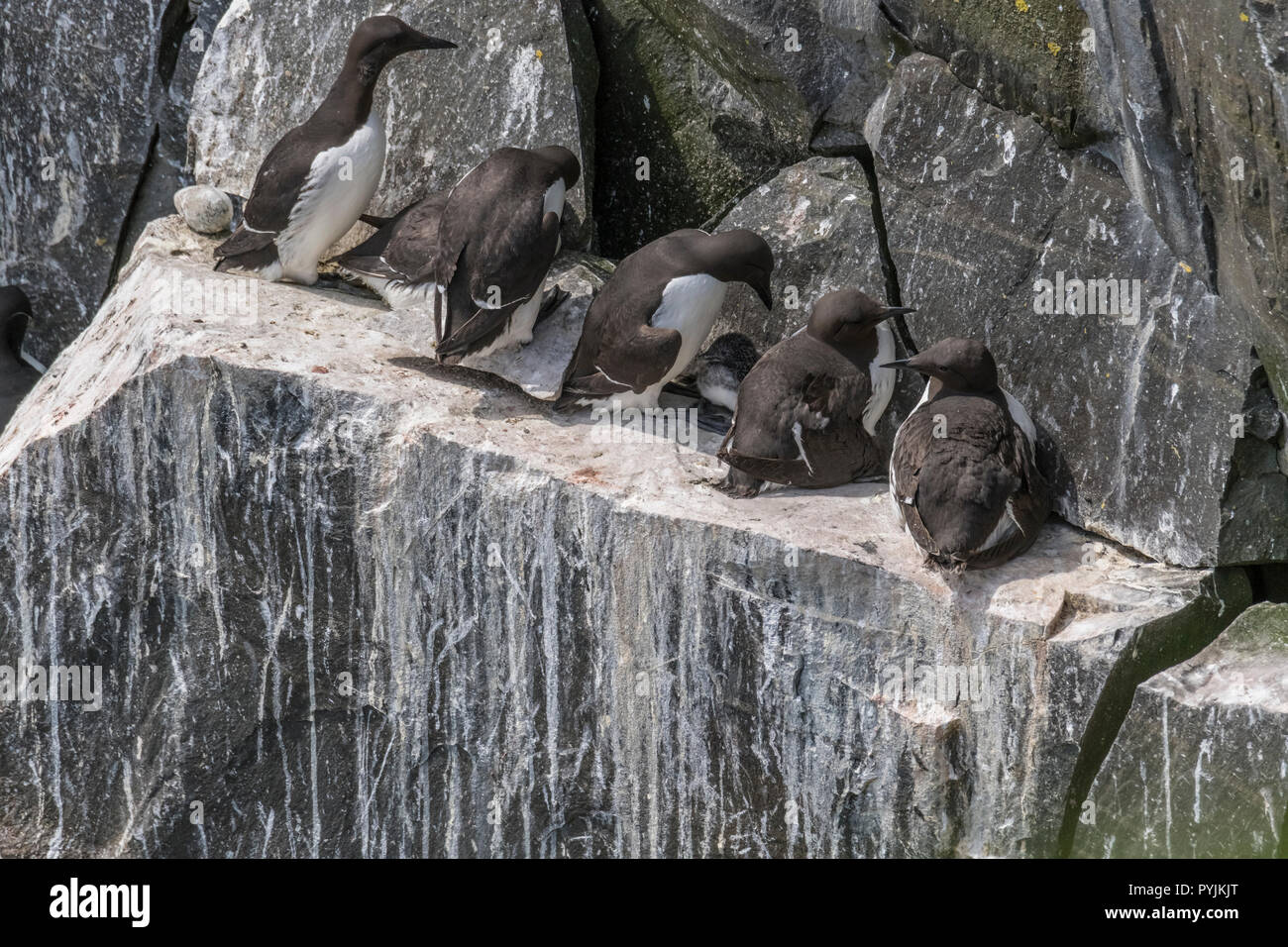 Murre Comune di Cape Santa Maria della riserva ecologica, nesting su rocce sulla faccia della scogliera. Foto Stock