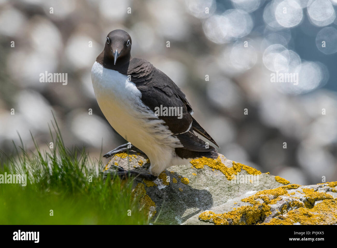 Murre Comune di Cape Santa Maria della riserva ecologica, nesting su rocce sulla faccia della scogliera. Foto Stock